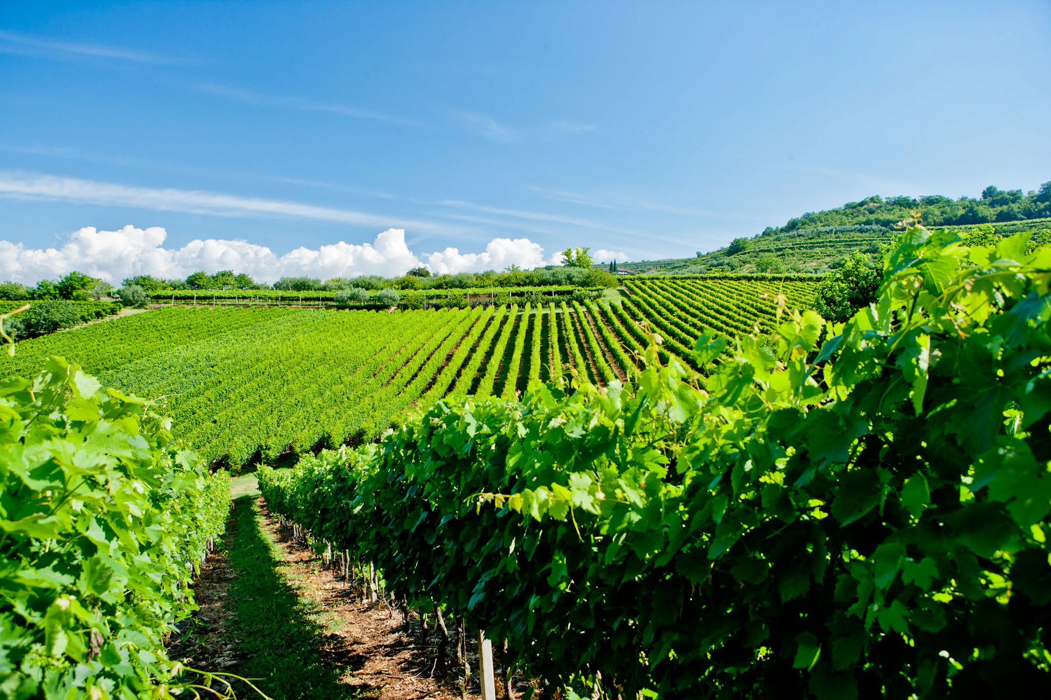 Tenuta Sant'Antonio Galeriebild