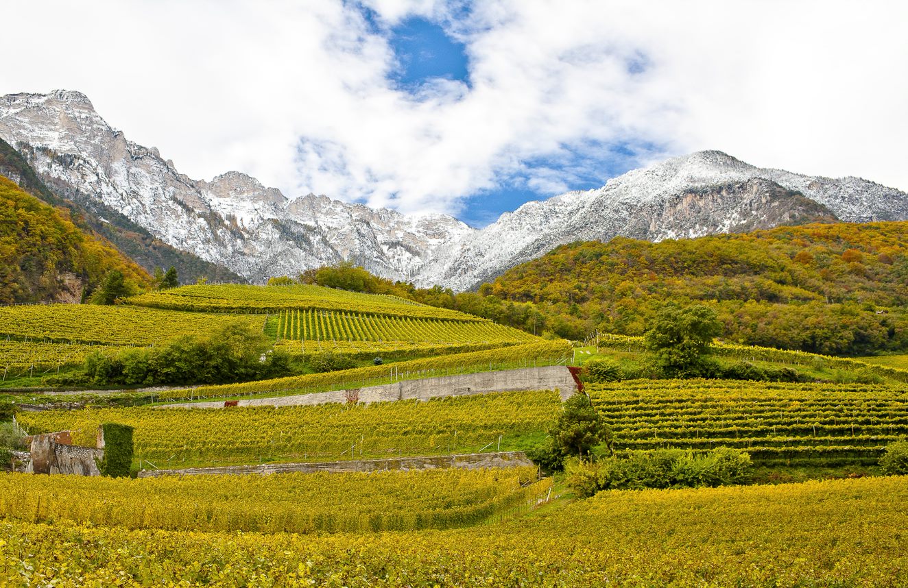 Tramin Galeriebild