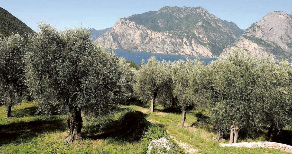 Olio